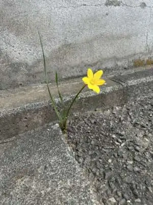 すき間の光