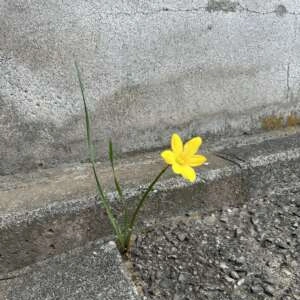 すき間の光