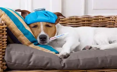 不調щ(✖З✖)щ