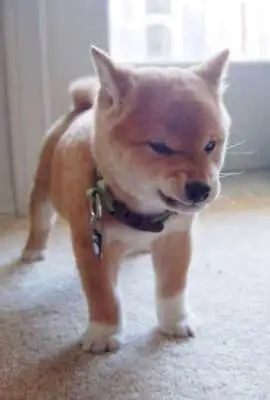 何なん( •᷄ὤ•᷅)