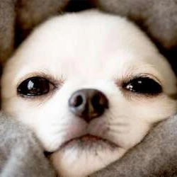 (｡･･)ﾉぉはょぅ♪