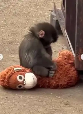 最近の推し((推ω推))