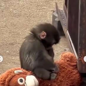 最近の推し((推ω推))