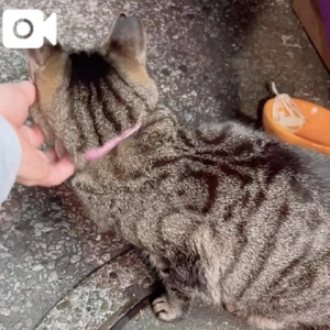 みたよ／ふたりの上司