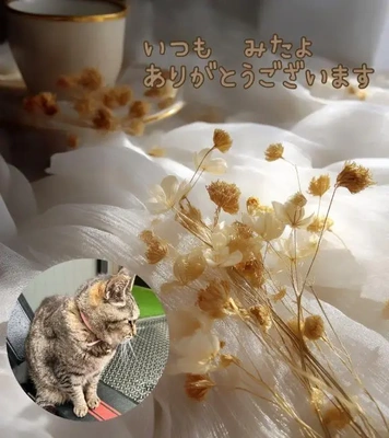 みたよ