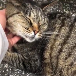 [お題]／みたよ