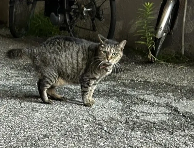 みたよ