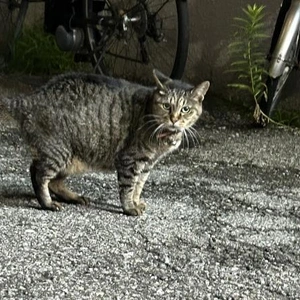 みたよ