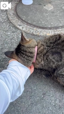 🐈