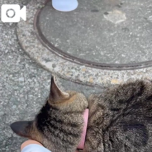 🐈