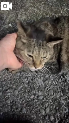 みたよ