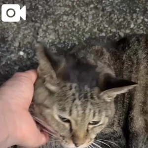 みたよ