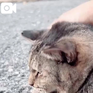 みたよ