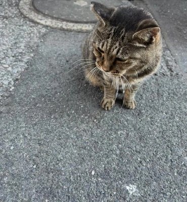 みたよ