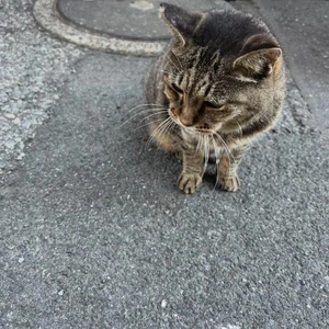みたよ