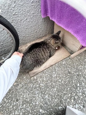 めずらしく