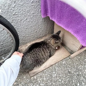 めずらしく