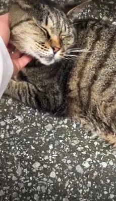 みたよ