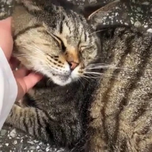 みたよ