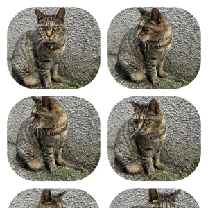 みたよ