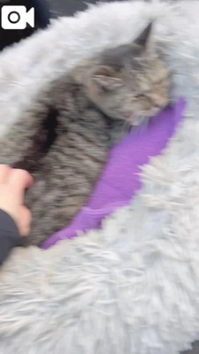 みたよ