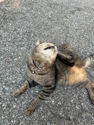 とらちゃん
