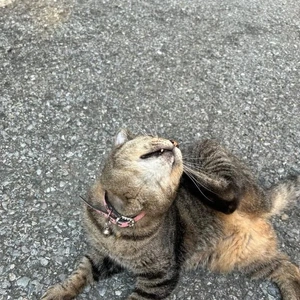 みたよ