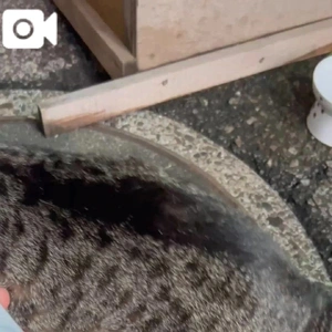 みたよ