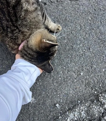 みたよ