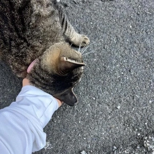 みたよ