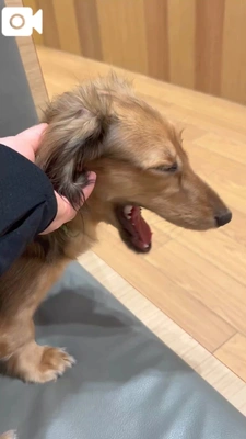 みたよ