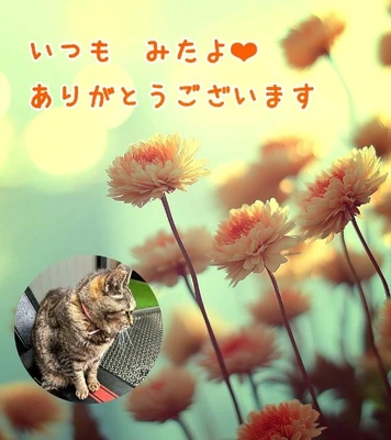 みたよ
