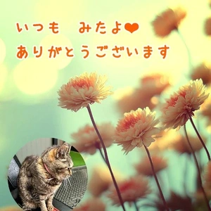 みたよ