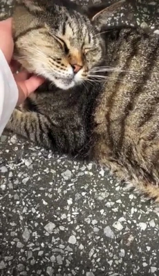 みたよ
