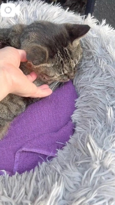 とらちゃん