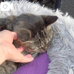 とらちゃん