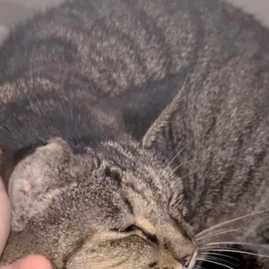 みたよ
