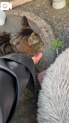 発見／とらちゃん