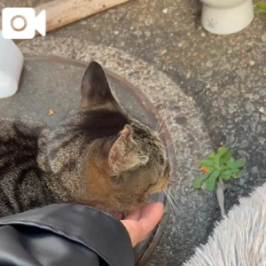 発見／とらちゃん