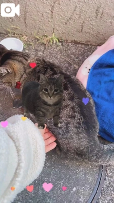 とらちゃんとハンバーグ