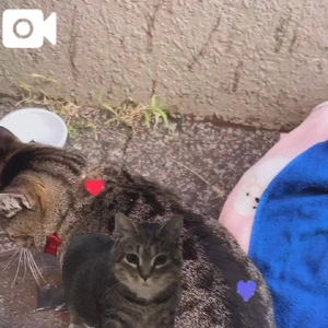 とらちゃんとハンバーグ