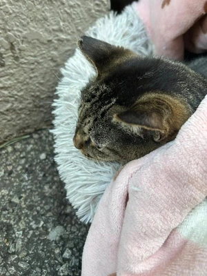 みたよ/脚筋肉隆々/腸内フローラ