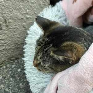 みたよ／脚筋肉隆々／腸内フローラ