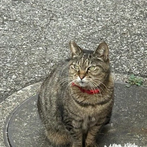 [お題]アプリ／推しチョコ