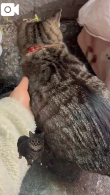 みたよ／へ ブ ンのペ ナル ティ