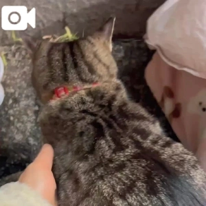 みたよ／へ ブ ンのペ ナル ティ