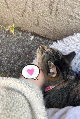 とらちゃん　至れり尽くせり