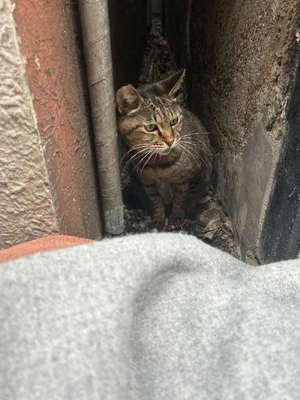 警戒とらちゃん🐈