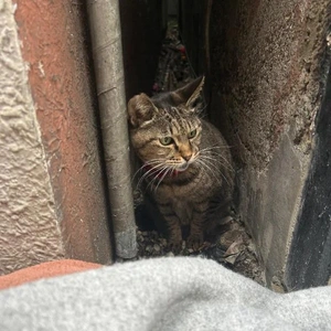 警戒とらちゃん🐈