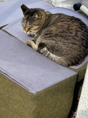 今日の　とらちゃん